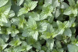 Mentha piperita 'Lemon' (Citroenmunt) - afbeelding 12
