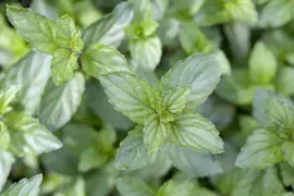 Mentha piperita 'Lemon' (Citroenmunt) - afbeelding 13
