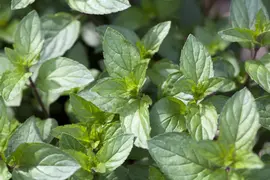 Mentha piperita 'Lemon' (Citroenmunt) - afbeelding 14