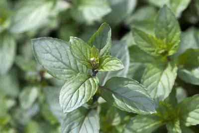 Mentha piperita 'Lemon' (Citroenmunt) - afbeelding 15
