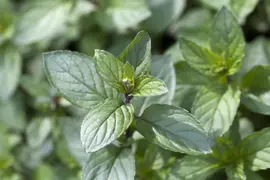 Mentha piperita 'Lemon' (Citroenmunt) - afbeelding 15