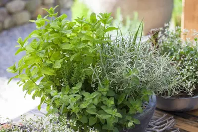 Mentha piperita 'Lemon' (Citroenmunt) - afbeelding 16
