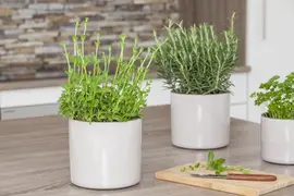 Mentha piperita 'Lemon' (Citroenmunt) - afbeelding 20