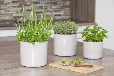 Mentha piperita 'Lemon' (Citroenmunt) - afbeelding 21
