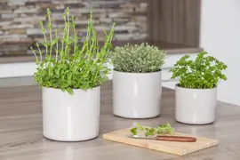 Mentha piperita 'Lemon' (Citroenmunt) - afbeelding 21
