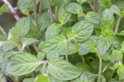 Mentha piperita 'Lemon' (Citroenmunt) - afbeelding 24