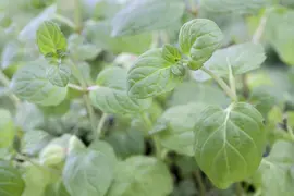 Mentha piperita 'Lemon' (Citroenmunt) - afbeelding 29