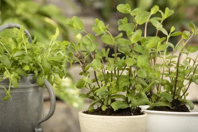 Mentha piperita 'Lemon' (Citroenmunt) - afbeelding 41