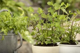 Mentha piperita 'Lemon' (Citroenmunt) - afbeelding 41