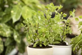 Mentha piperita 'Lemon' (Citroenmunt) - afbeelding 43