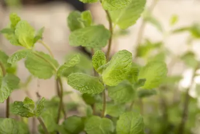 Mentha piperita 'Lemon' (Citroenmunt) - afbeelding 44