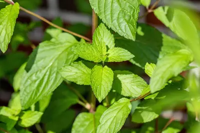 Mentha piperita 'Lemon' (Citroenmunt) - afbeelding 50