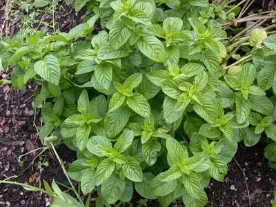 Mentha piperita 'Lemon' (Citroenmunt) - afbeelding 47