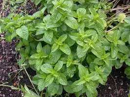 Mentha piperita 'Lemon' (Citroenmunt) - afbeelding 47