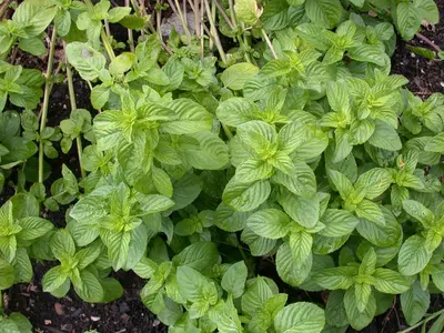 Mentha piperita 'Lemon' (Citroenmunt) - afbeelding 48