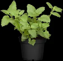 Mentha piperita 'Lemon' (Citroenmunt) - afbeelding 34
