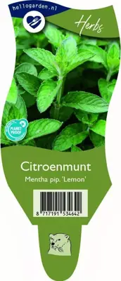 Mentha piperita 'Lemon' (Citroenmunt) - afbeelding 1