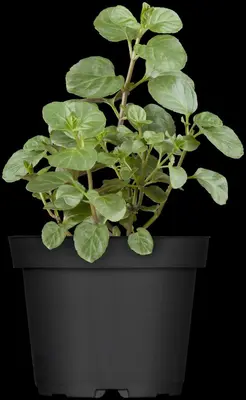 Mentha piperita 'Lemon' (Citroenmunt) - afbeelding 17