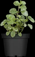 Mentha piperita 'Lemon' (Citroenmunt) - afbeelding 17