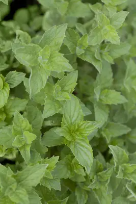 Mentha piperita 'Lemon' (Citroenmunt) - afbeelding 8
