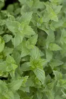 Mentha piperita 'Lemon' (Citroenmunt) - afbeelding 8