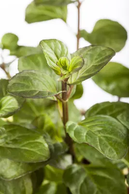 Mentha piperita 'Lemon' (Citroenmunt) - afbeelding 19