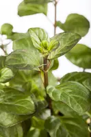 Mentha piperita 'Lemon' (Citroenmunt) - afbeelding 19