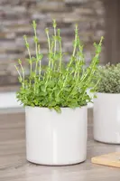 Mentha piperita 'Lemon' (Citroenmunt) - afbeelding 22