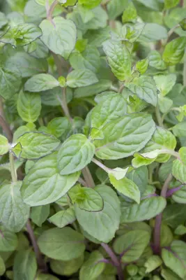 Mentha piperita 'Lemon' (Citroenmunt) - afbeelding 23