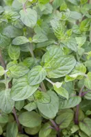 Mentha piperita 'Lemon' (Citroenmunt) - afbeelding 23