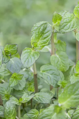 Mentha piperita 'Lemon' (Citroenmunt) - afbeelding 27