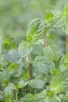 Mentha piperita 'Lemon' (Citroenmunt) - afbeelding 27