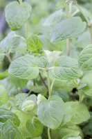 Mentha piperita 'Lemon' (Citroenmunt) - afbeelding 28