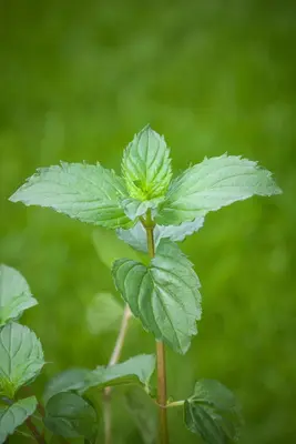 Mentha piperita 'Lemon' (Citroenmunt) - afbeelding 32