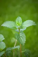 Mentha piperita 'Lemon' (Citroenmunt) - afbeelding 32