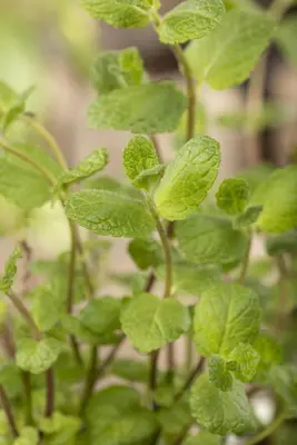 Mentha piperita 'Lemon' (Citroenmunt) - afbeelding 40