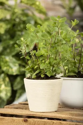 Mentha piperita 'Lemon' (Citroenmunt) - afbeelding 42