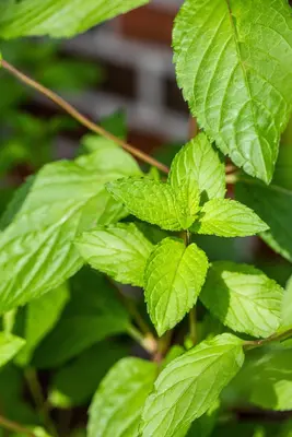 Mentha piperita 'Lemon' (Citroenmunt) - afbeelding 49