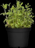 Mentha piperita 'Lemon' (Citroenmunt) - afbeelding 45