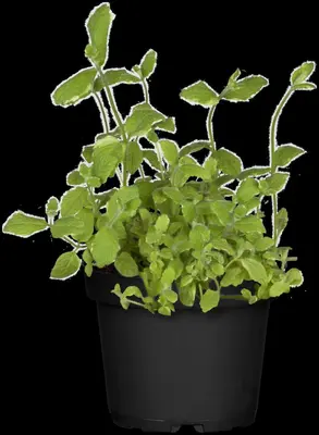Mentha piperita 'Lemon' (Citroenmunt) - afbeelding 39