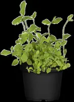 Mentha piperita 'Lemon' (Citroenmunt) - afbeelding 39