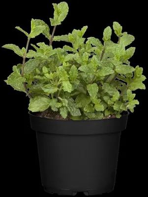 Mentha piperita 'Lemon' (Citroenmunt) - afbeelding 35