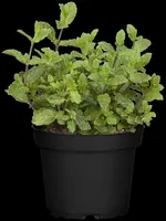 Mentha piperita 'Lemon' (Citroenmunt) - afbeelding 35