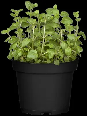 Mentha piperita 'Lemon' (Citroenmunt) - afbeelding 46