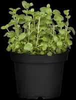 Mentha piperita 'Lemon' (Citroenmunt) - afbeelding 46