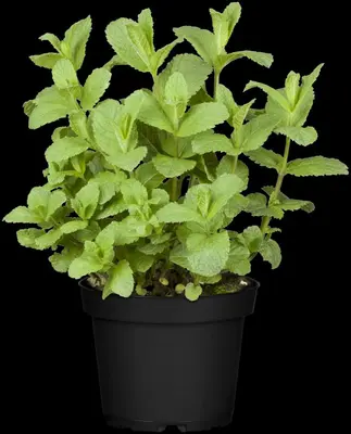 Mentha piperita 'Lemon' (Citroenmunt) - afbeelding 33