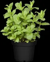 Mentha piperita 'Lemon' (Citroenmunt) - afbeelding 33