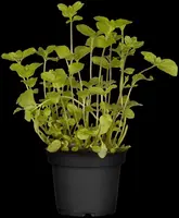 Mentha piperita 'Lemon' (Citroenmunt) - afbeelding 30