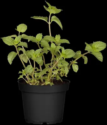 Mentha piperita 'Lemon' (Citroenmunt) - afbeelding 31