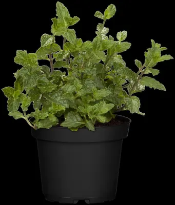 Mentha piperita 'Lemon' (Citroenmunt) - afbeelding 36